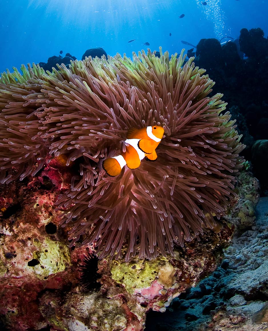 clown-fish-in-anenome.jpg__PID:ff72ca3d-acc3-410a-853e-eed532a1d06a